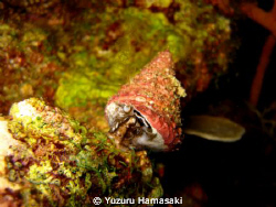 A smoking snail! Male snail spewing sperm??? by Yuzuru Hamasaki 